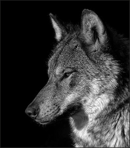 European Grey Wolf - Ann Laverock