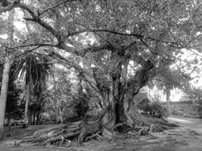 Moreton Bay Fig, Azores - Jenny Tucker