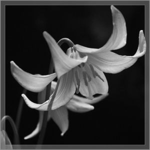 Orchid - Hasje Mousleyj