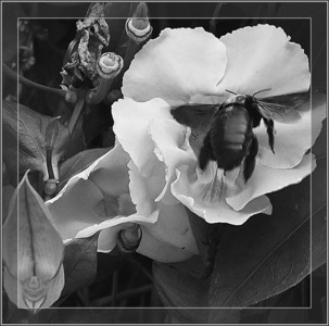 Pollen Hunter - Hasje Mousley 