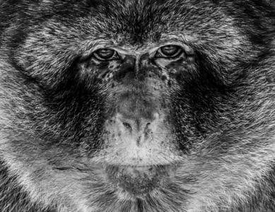 Steady Gaze - Samantha Innard