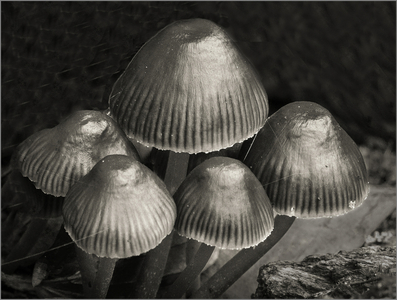 Tiny Toadstools - Jill Sullivan