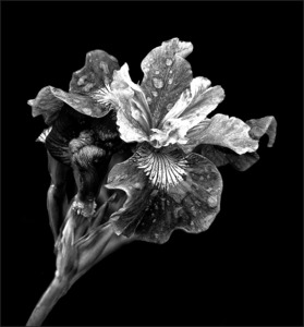 Water Iris - John Laverock
