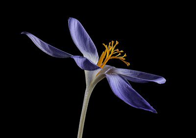Saffron Crocus - Ann Laverock