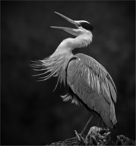Grey Heron - Ian Parker