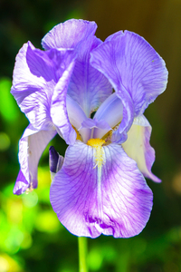 Bearded Iris - Samantha Innard