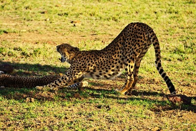Having a good stretch Jenny Tucker