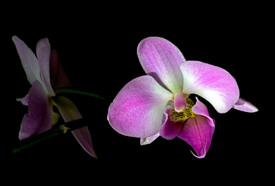 Orchid - John Laverock