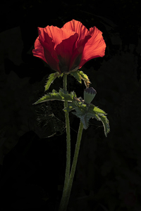 Poppy Day - Almost - Jill Sullivan