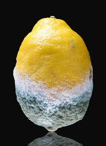 Rotten Lemon - John Laverock