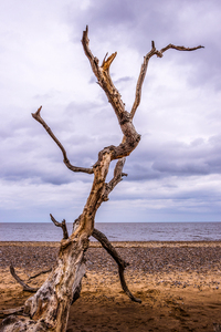 The Dancer - Pat Ainger