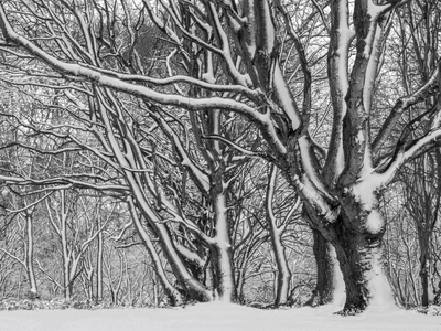 Winter Woodland - Andy Soar