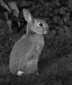 Young Rabbit - John Laverock