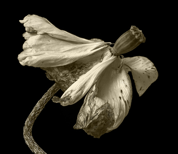 Faded Beauty - Ann Laverock