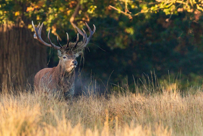 Bad Hair Day - Pat Ainger