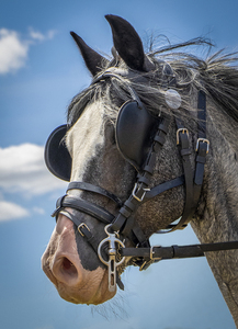 Blinkered - Amanda Bancroft