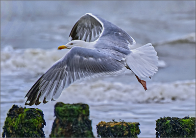 Cleared for take-off - Harvey Perkins