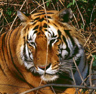 Gor-Sing Buffalo Killer at rest - Harold Mousley
