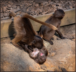 Help me, brother! - Ann Laverock 