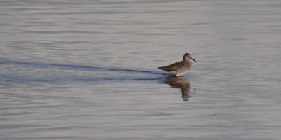 Leg Deep - Andy Soar