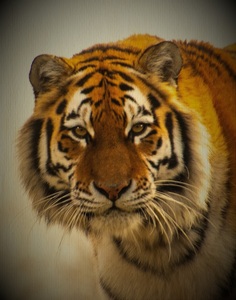 Royalty - Colin Bailey