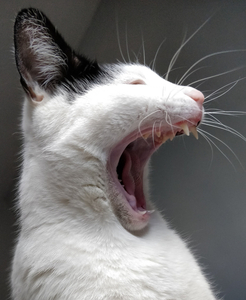 Rudely Awoken - Samantha Innard