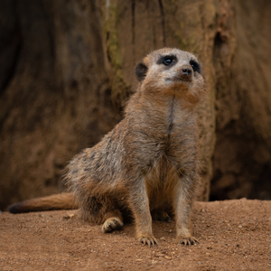 Simples! - Andy Soar