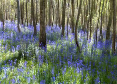 Bluebell Wood - Amanda Bancroft