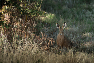 I can hare you-Tim Stott