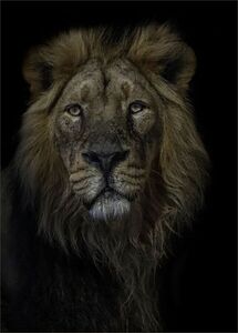 King of the savannah-Ian Parker