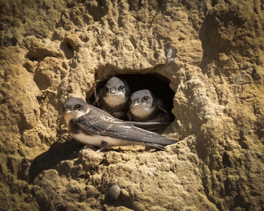 We are family-Amanda Bancroft