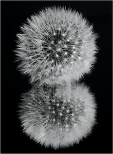 Double Dandelion - Kevin Cannings