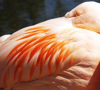 Pretty flamingo - Nigel Humphries