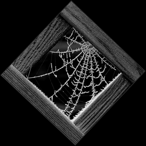 Frosted Spiders Web in trellis - Ann Laverock