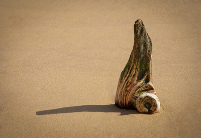 Beach Wood - Ann Laverock