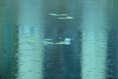 Rainy Day at the Pond - Julie Humphries