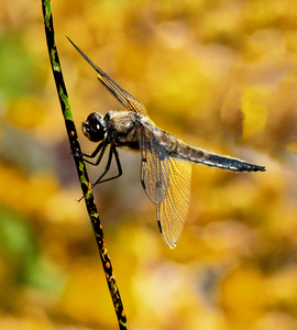 Autumn Dragonfly - John Laverock