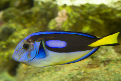 Blue Tang  in Colchester Zoo - Richard Mason