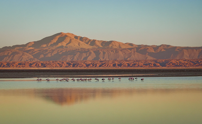 Early Risers - Steve Pharez