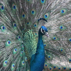 Fabulous - Brian Moyse