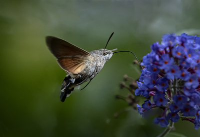 Hummingbird Hawk Moth - Ann Laverock