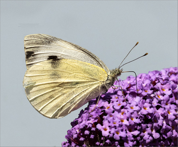 Large White Butterfly - Jill Sullivan