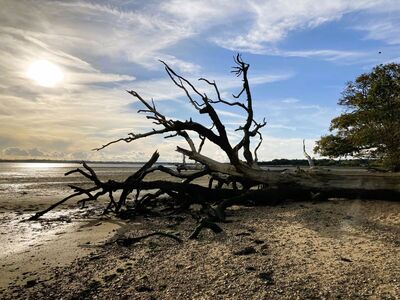 Tree on the Beach - Katharine Showell