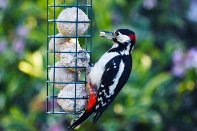 Woodpecker feeding -  Richard King