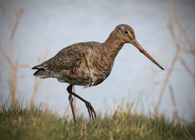 Black Tailed Godwit - Ian Parker