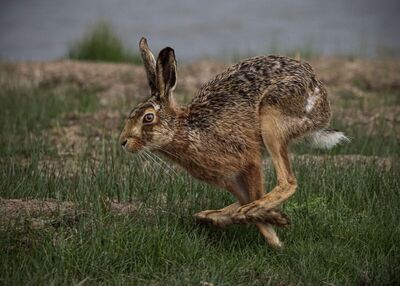 Brown Hare - Ian Parker