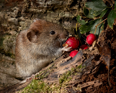 Collecting for Winter - Ann Laverock