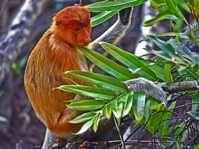 Contented Orang-utan - Harold Mousley