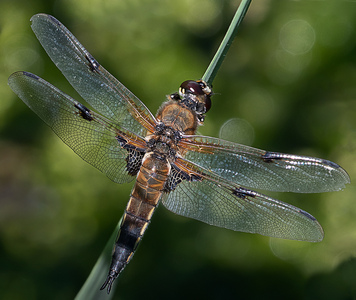 Four-spotted Chaser - John Laverock