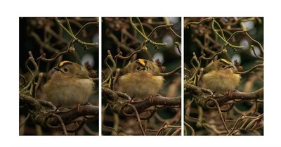 Gold Crest Looking About - Pat Ainger